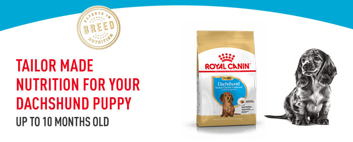 Royal Canin Dachshund Puppy Dry Dog PetSupermarket.co.uk