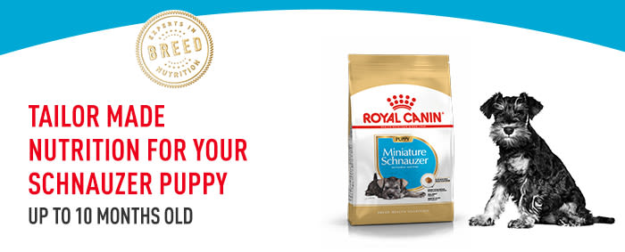 royal canin mini schnauzer