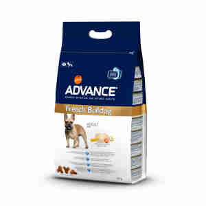 Advance French Bulldog