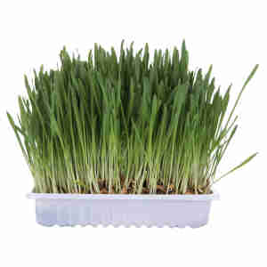 Trixie Grass for Cats